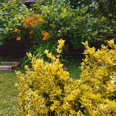 Hamori Alom * Miskolc