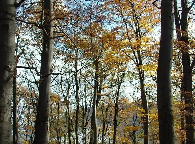 Hamori Alom בית נופש *