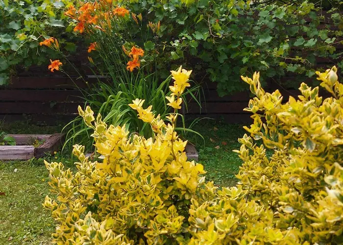 Hamori Alom * מישקולץ